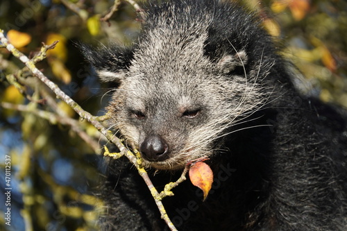 Binturong photo