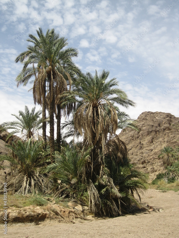 palm trees in the desert palm trees in the desert