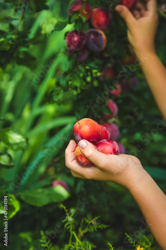The child is harvesting plums in the garden. Selective focus.