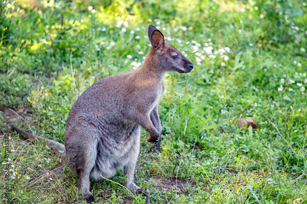 Portrait of small kangaroo in the meadow. Portrait of small kangaroo in the meadow.