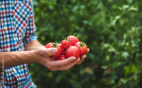 A male farmer harvests tomatoes in the garden. Selective focus.