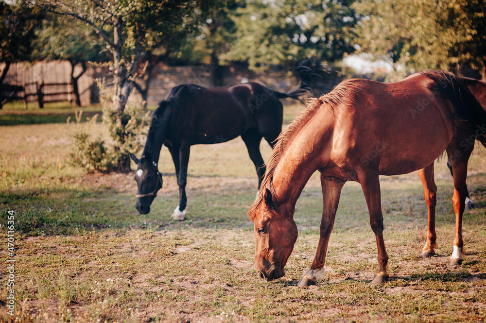 Portrait of nice quarter horse. Two horses. Portrait of nice quarter horse. Two horses.