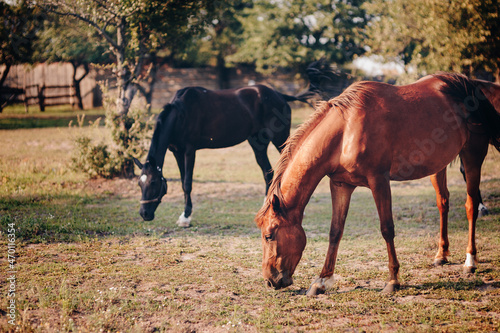 Portrait of nice quarter horse. Two horses.
