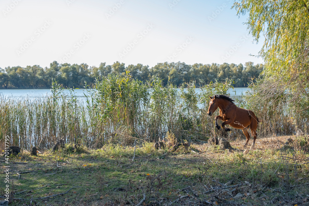 A red horse jumps over a stump against the backdrop of the river. Ermakov island, Danube Biosphere Reserve in Danube delta, Ukraine A red horse jumps over a stump against the backdrop of the river. Ermakov island, Danube Biosphere Reserve in Danube delta, Ukraine