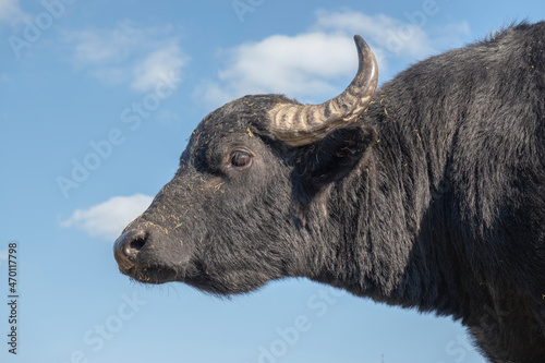 Close-up portrait of herd of Water buffalo (Bubalis murrensis) on background blue sky.
