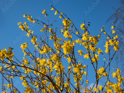 Macro of deciduous shrub the Easter Tree (Forsythia) in full bloom with bright yellow flowers in bright sunlight with blue sky in background in spring