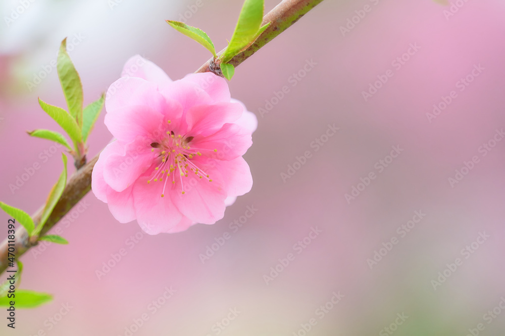 Obraz premium 一輪の桃の花（ハナモモ）のクローズアップ素材