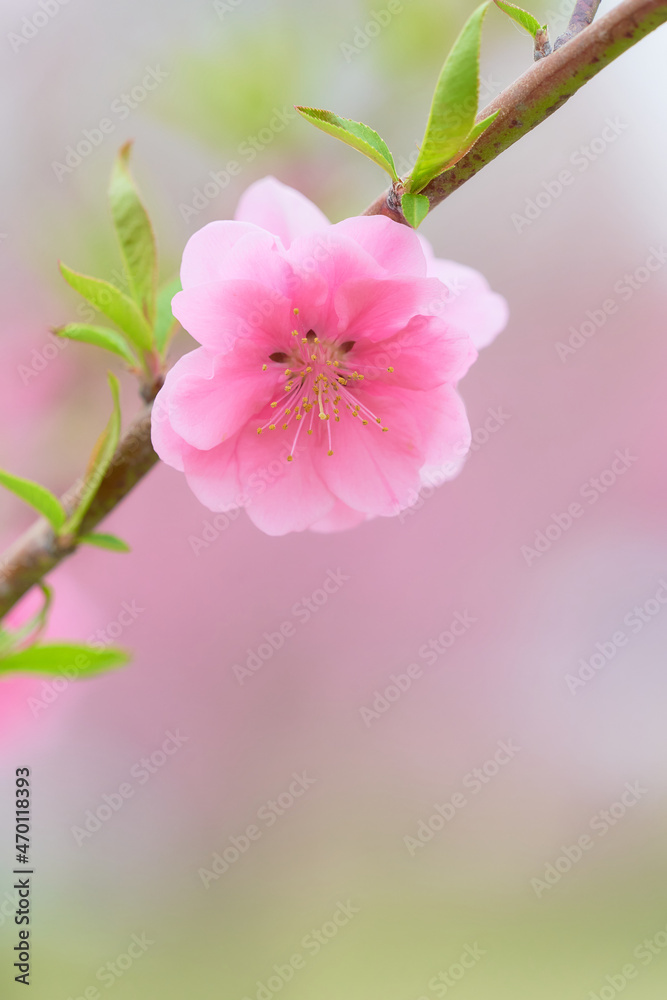 Fototapeta premium 一輪の桃の花(ハナモモ)のクローズアップ素材