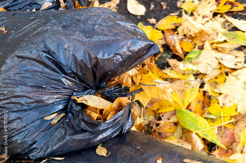 large plastic bag with garbage on autumn foliage
