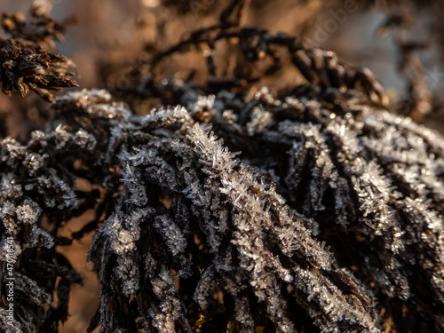 Macro shot of big ice crystals of white early morning frost on plants in the end of autumn and early winter