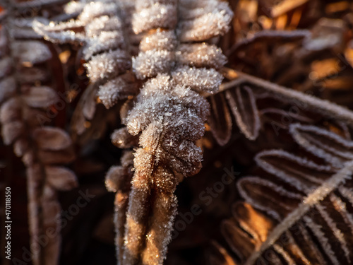 Macro shot of autumn leaves covered with white early morning frost crystals in the end of autumn and early winter