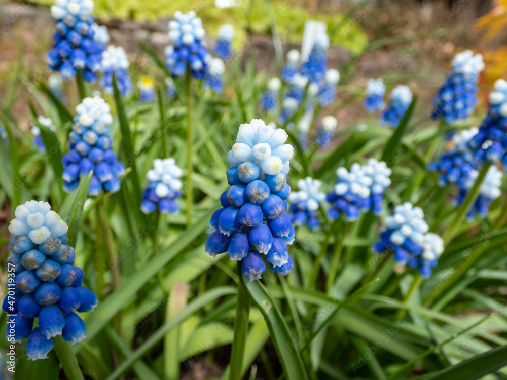 Close-up shot of bicolor grape hyacinth Muscari aucheri 'Mount Hood' features pretty, grape-like clusters of rounded blue flowers with white tips, crowned with white florets in spring Close-up shot of bicolor grape hyacinth Muscari aucheri 'Mount Hood' features pretty, grape-like clusters of rounded blue flowers with white tips, crowned with white florets in spring