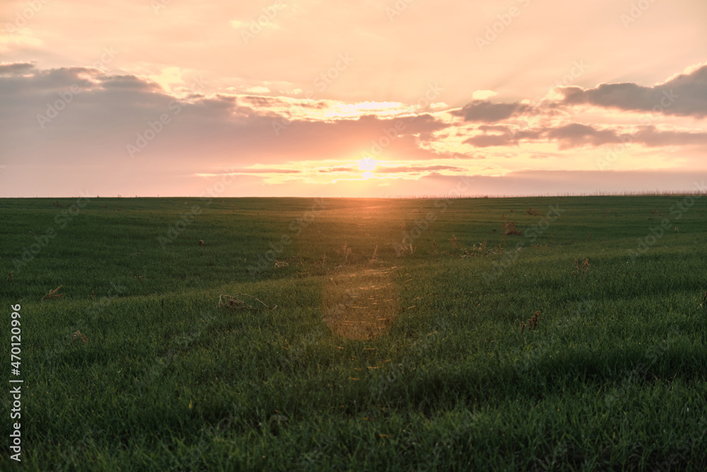 sunset over a field with green grass