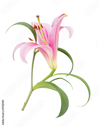 Pink lily flower isolated on white background