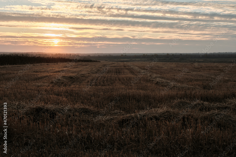 Sunset over the harvest field for