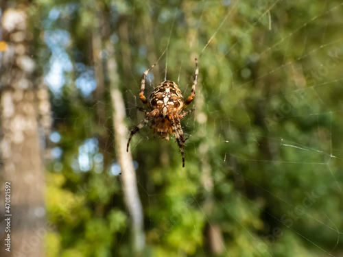 European garden spider, cross orb-weaver (Araneus diadematus) showing the white markings across the dorsal abdomen hanging in the web with green foliage in background