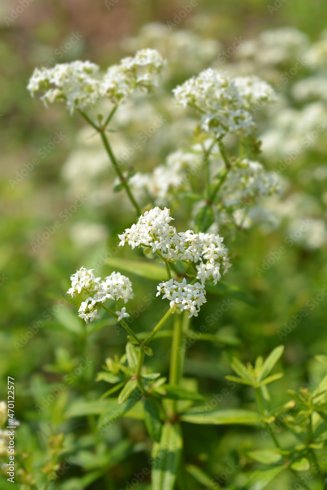 European bedstraw European bedstraw