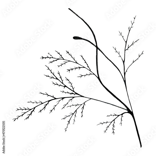 Black and White Hand Drawn Flower Leaves Isolated on White Background.