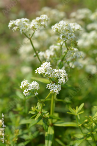 European bedstraw © nahhan