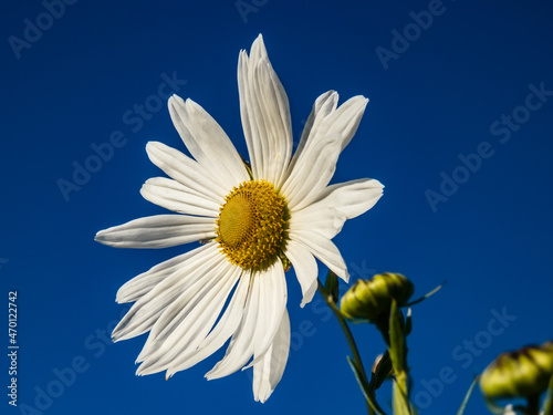Macro shot of a white daisies of giant or high daisy (Leucanthemella serotina) with bright blue sky in background in autumn. Flowerheads with white ray florets and yellow centres