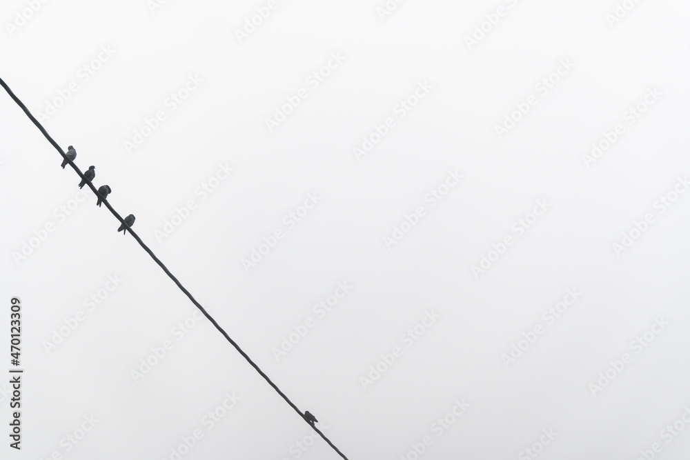 Pigeons on an electric cable. Isolated bird. Birds sitting Pigeons on an electric cable. Isolated bird. Birds sitting