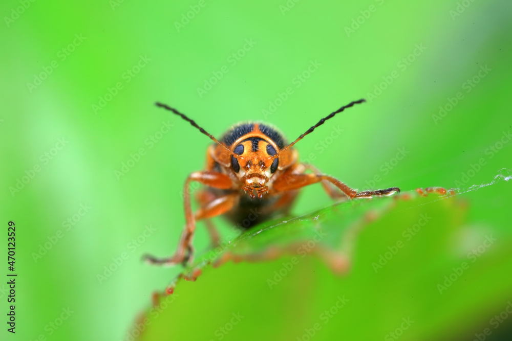 Leaf beetle on wild plants, North China Leaf beetle on wild plants, North China