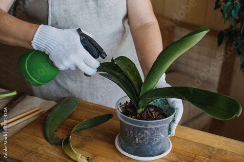 Orchid Care, How to Cut an Orchid Leaf. Removing a Damaged Orchid Phalaenopsis flower Leaves. Female hands cutting Damaged Leaves from potted Orchid houseplant.