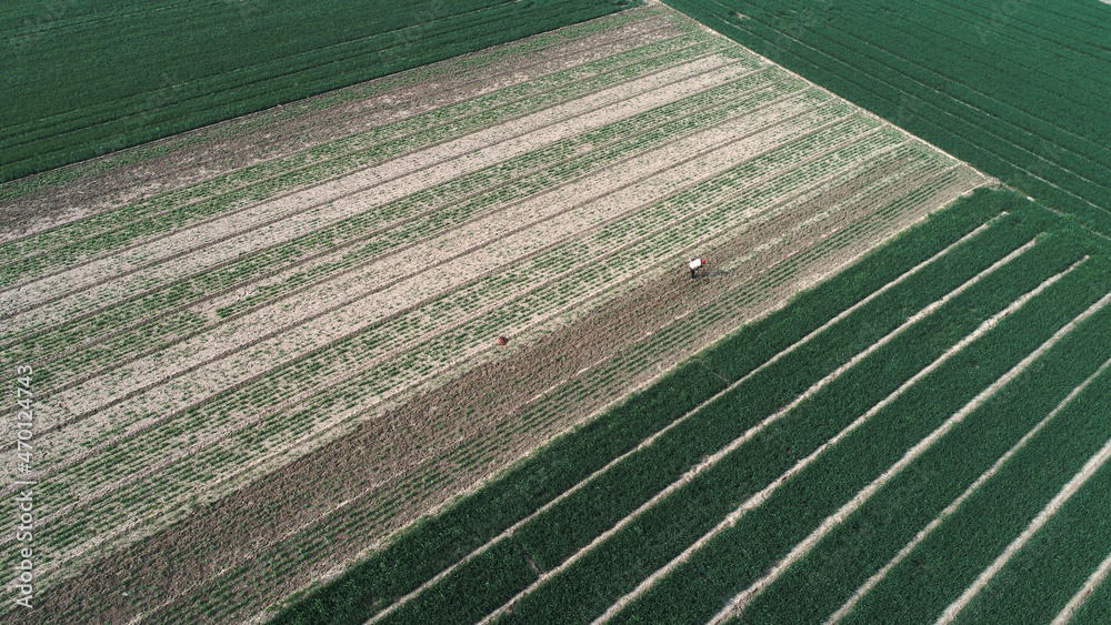 Obraz premium Green wheat field scenery, aerial photos