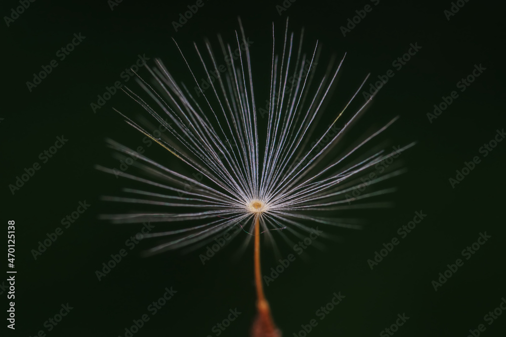 Obraz premium Wild plant dandelion in the wild, North China