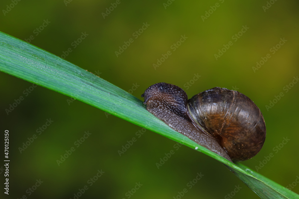 Snails on wild plants, North China Snails on wild plants, North China