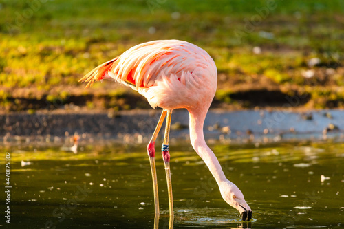 pink flamingo in water