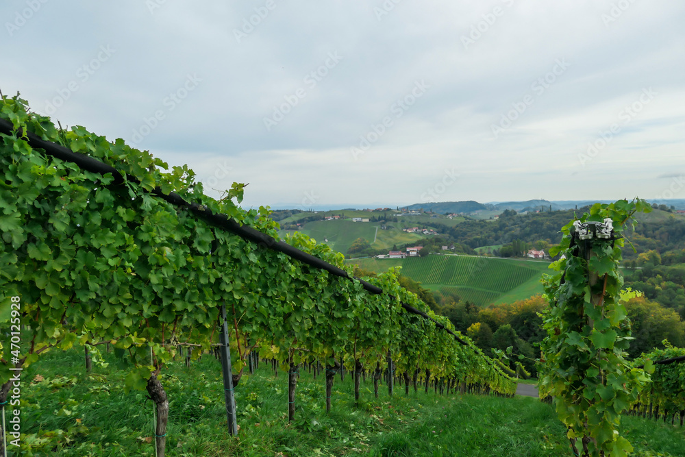 A lush wine region is South Styria, Austria. The wine plantations are stretching over a vast territory, over the many hills. There grapes are already ripening. Wine region. A bit of overcast.