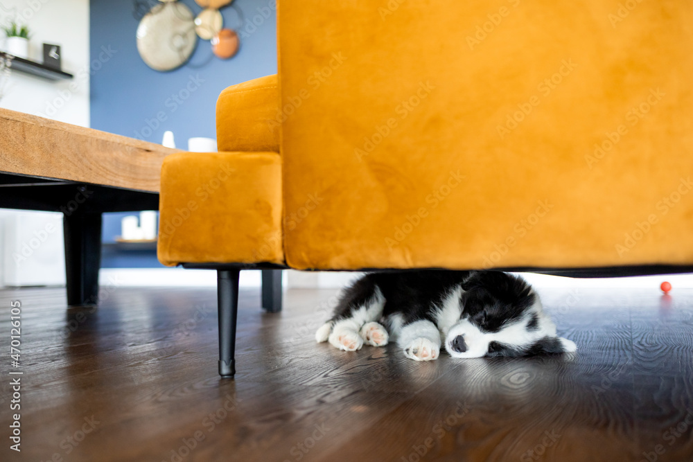 Puppy dog sleeping under furnitures at home