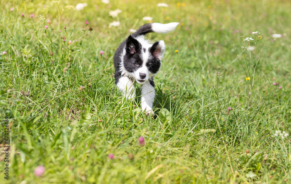 Puppy dog running on green meadow Border Collie