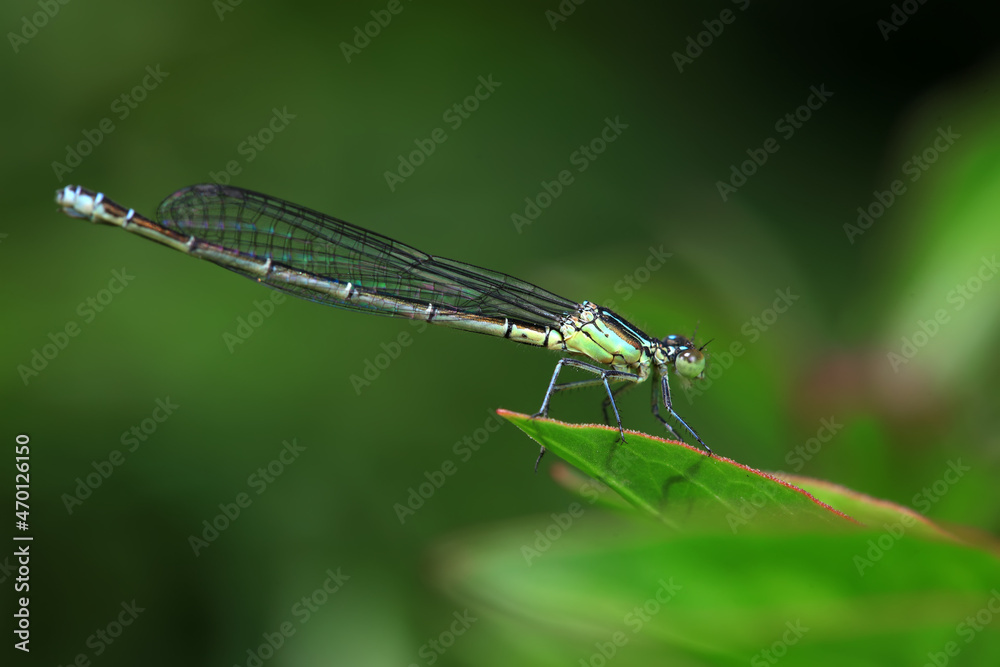 damselfly, a dragonfly insect, North China damselfly, a dragonfly insect, North China
