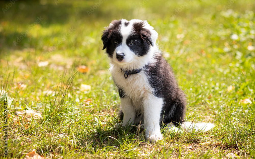 Puppy dog resting after play on green grass Border Collie