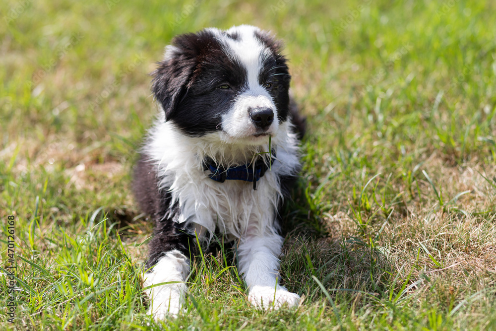 Puppy dog resting after play on green grass Border Collie Puppy dog resting after play on green grass Border Collie