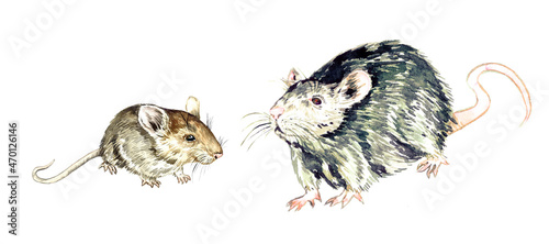 House mouse (Mus musculus) and brown rat (Rattus norvegicus), hand painted watercolor illustration