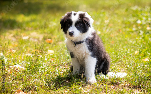 Puppy dog resting after play on green grass Border Collie