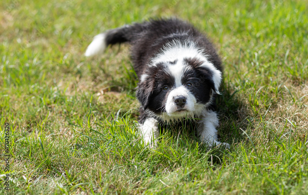 Puppy dog Border Collie ready to play on green grass