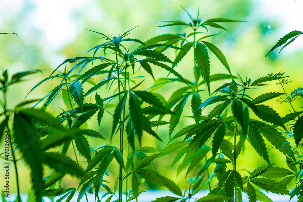Obraz premium Illegal planting of cannabis in the field. Wild Hemp Field In The Village