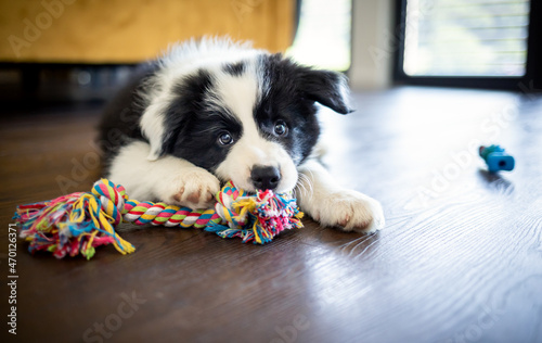 Fototapeta Naklejka Na Ścianę i Meble -  Puppy dog Border Collie at home playing with toys