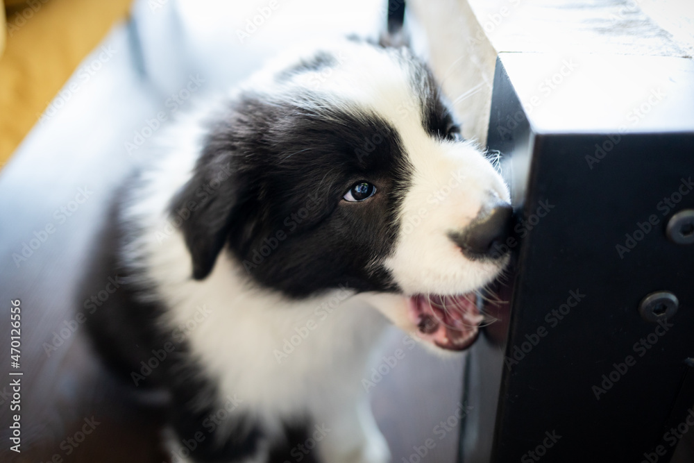 Puppy dog Border Collie at home playing with toys Stock Photo by  leszekglasner