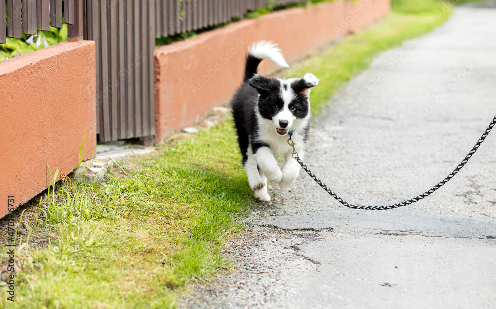 Happy border collie puppy dog during walk on leash
