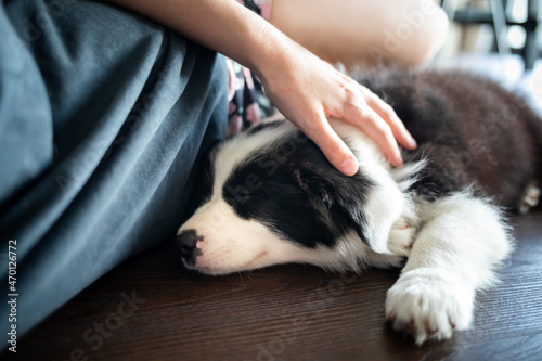 Cute puppy dog sleeping near his owner Border Collie