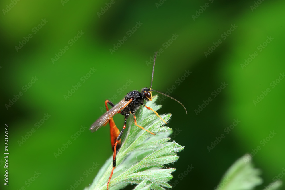 Bee insects in the wild, North China Bee insects in the wild, North China