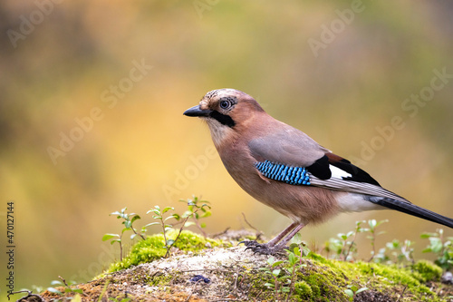 Common jay in Finland photo