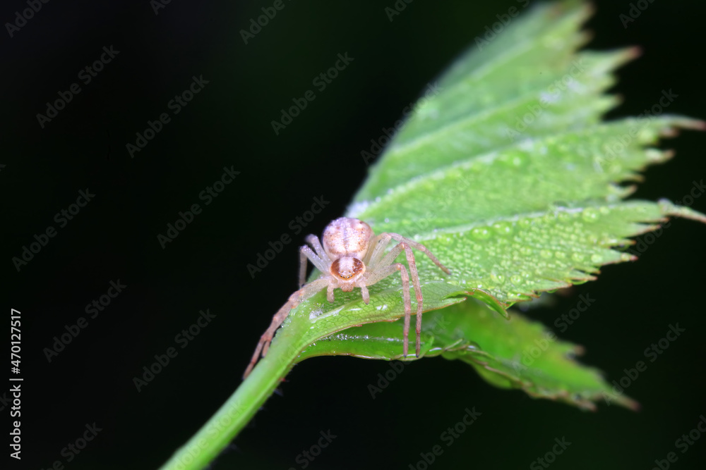 Spiders in the wild, North China Spiders in the wild, North China