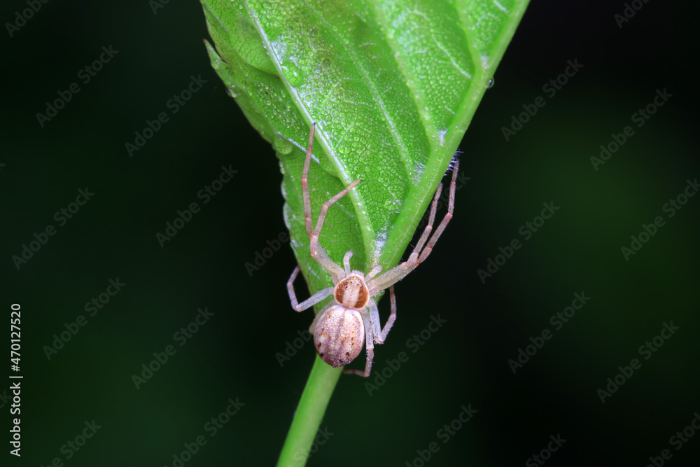 Spiders in the wild, North China Spiders in the wild, North China