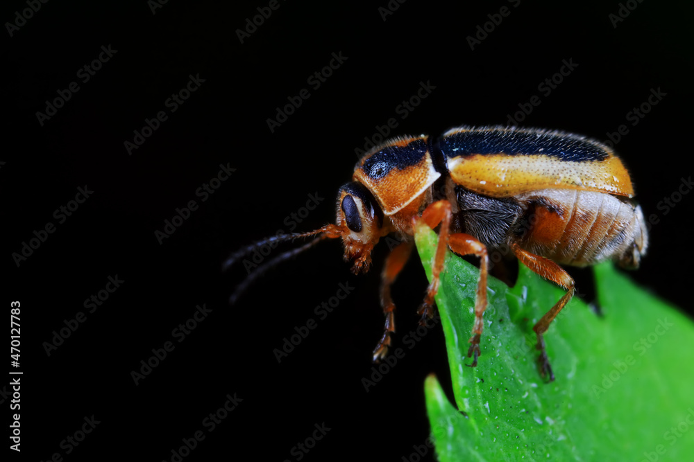 Fototapeta premium Leaf beetle on wild plants, North China